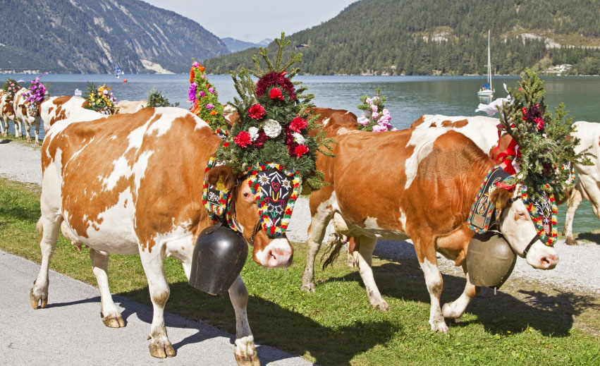 Cows Coming Home Tyrol (Almabtrieb)