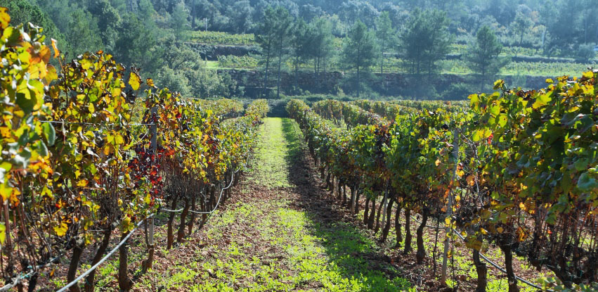 La Rioja Vineyard