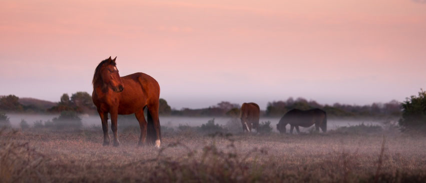 New Forest