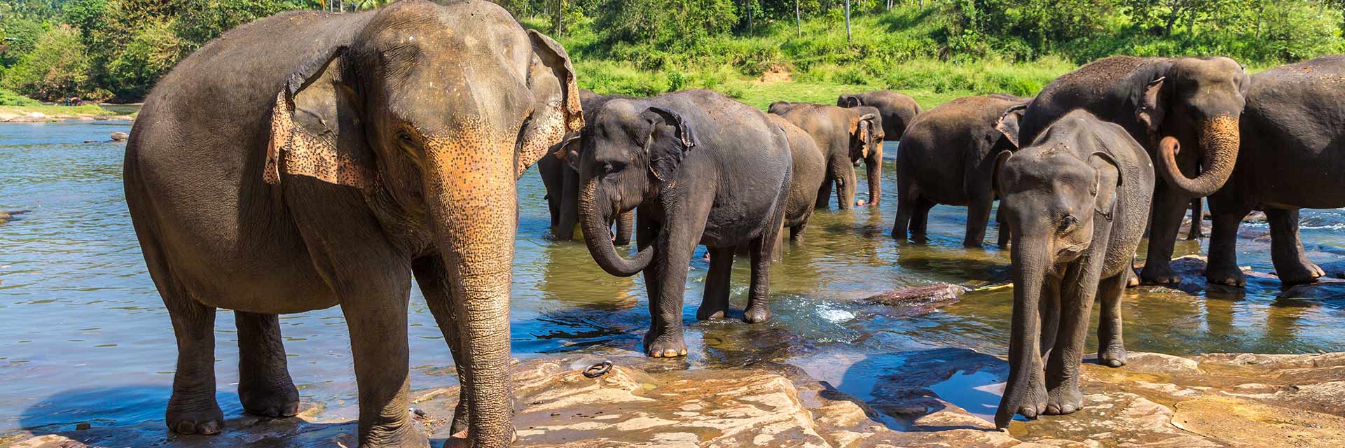 Minneriya National Park, Sri Lanka