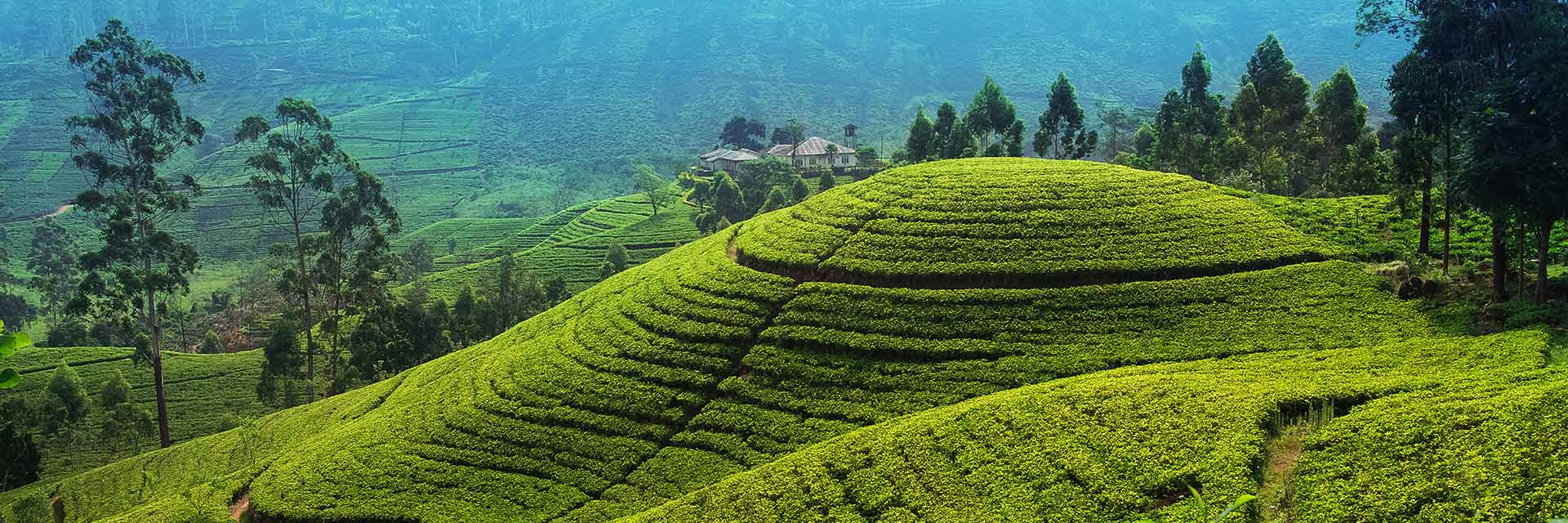 Tea Plantation, Nuwara Eliya, Sri Lanka