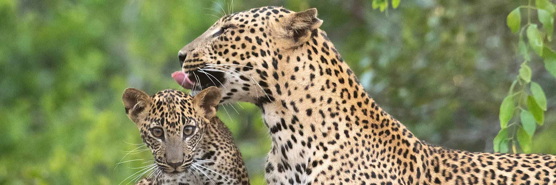 Yala National Park, Sri Lanka